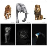 STREET Zvezek Safari A5 5mm karo Cene