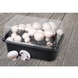 Esschert Design Sistem za gojenje Field Mushroom – | Shoptok.si