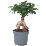 Plant in a Box bonsaj - ficus microcarpa - višina 30-40cm - ⌀12cm, (21758225) Cene