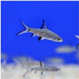 Akvarijum Centar Silver shark | ePonuda.com