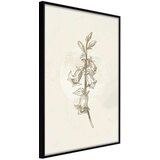  Poster - Beige Campanula 40x60 Cijene