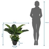 MID.YOU Umetna Rastlina Diefenbachia | Shoptok.si