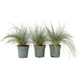 Plant in a Box sinjezelena bilnica - 3 kos - festuca glauca 'elijah blue' - V10-15cm - ⌀9cm, (21757546) | Shoptok.si