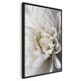  Slika - White Dahlia 60x90 | shoptok.hr