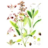 Žalfija (Salvia officinalis), 100g