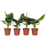 Plant in a Box bananovec - 4 kos - musa 'oriental dwarf' - višina 25-40cm - ⌀12cm, (21757925) cene