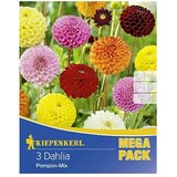 KIEPENKERL Lukovice jesenskog cvijeća (Dahlia 'Pompon-Mix', 3 Kom.) | shoptok.hr