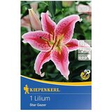 KIEPENKERL Lukovice ljetnog cvijeća ljiljan Star Gazer (1 Kom.) | shoptok.hr