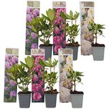 Plant in a Box rododendron - 6 kos - rhododendron catawbiense - višina 25-40cm - ⌀9cm, (21757727) Cene