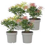 Plant in a Box japonski pieris - 4 kos - pieris 'forest flame' - višina 25-40cm - ⌀17cm, (21757562) Cene