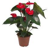 Rasadnik Topalović anthurium mix Cene