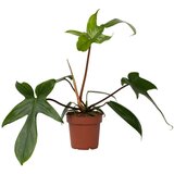 Plant in a Box filodendron - philodendron 'florida green' - višina 20-30cm - ⌀12cm, (21758034) Cene