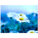  Tapeta - Daisy on a blue meadow 350x270 | shoptok.hr