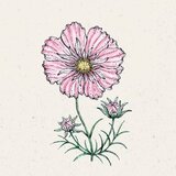 Jora Dahl Cosmos bipinnatus "Rosetta" - kozmeja Cene