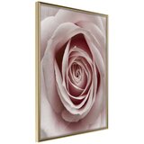  Poster - Rosebud 30x45 Cijene