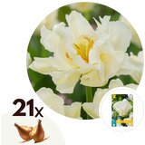 Plant in a Box Tulipani čebulice - 21 kos - Tulipa 'Northcap' - Cvetne čebulice - Rumena, (21755667) | Shoptok.si