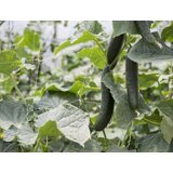  Mreža MARNET za povrće 1,5x50 metara | shoptok.hr
