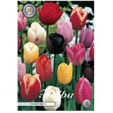  Cvjetne lukovice Tulipan Triumph (Mješane boje, Botanički opis: Tulipa) | shoptok.hr