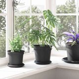  Krožni cvetlični pladenj 24 pcs Črna Ø 15,5 x 2 cm Plastika, (5000207403) | Shoptok.si
