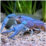 Akvarijum Centar procambarus alleni - Plavi rak | ePonuda.com
