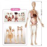  Anatomija trudne žene ( MK064 ) Cene