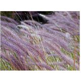  Tapeta - Green field and purple flowers 200x154 | shoptok.hr