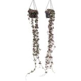Plant in a Box svetilnica - 2 kos - ceropegia linearis woodii - višina 20-30cm - ⌀14cm, (21758064) Cene