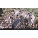 OXE Fotozamka Gepard II, eksterna baterija 6V/7Ah i kabel za napajanje + 32GB SD kartica i 4kom baterija! | shoptok.hr