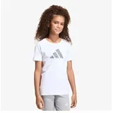 Jg animal t