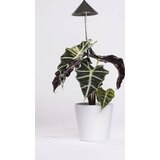 Venso LED svjetlo za biljaka SUNLiTE 24 V LED fiksno ugrađena 7 W neutralna bijela 1 St. Cijene
