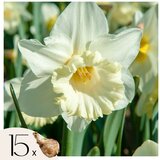 Plant in a Box Čebulice narcis - 15 kos - Narcissus 'Mount Hood' - Cvetne čebulice - Rumena, (21755726) u