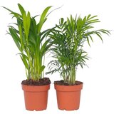 Plant in a Box Majhne dlani - 2 kos - Dypsis, Chamaedorea - Višina 25-40cm - ⌀12cm, (21758167) | Shoptok.si
