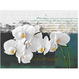  Tapeta - Orchid - poet's inspiration 250x193 | shoptok.hr