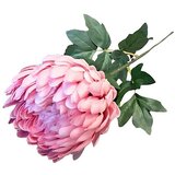  Umjetni cvijet Krizantema (Visina: 66 cm, Boja cvijeta: Roza) Cijene