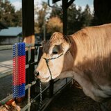  Četke za goveda Crvena i plava 50 x 17 x 9 cm Plastika i Čelik | shoptok.hr