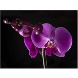  Tapeta - elegant orchis 200x154 | shoptok.hr