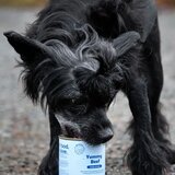 Buddy_Pet_Foods Buddy Yummy Beef vlažna hrana u konzervi za odrasle pse, govedina | Eponuda.com