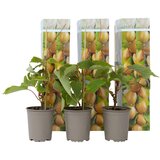 Plant in a Box kivi - 3 kos - actinidia deliciosa &#039;jenny&#039; - vi&scaron;ina 20-40cm - ⌀9cm, (21757793) cene