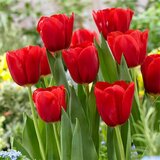 Royal De Ree tulipa seadov 5/1 Cene