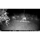 OXE Lovska kamera Tarantula WiFi 4K in klasični daljnogled FOMEI 7-21X40 ZCF Zoom + 32GB SD kartica, 8 kom baterija in stojalo! | Shoptok.si