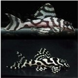 Akvarijum Centar L236 Zebra pleco | ePonuda.com