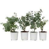 Plant in a Box evkalipt - 4 kos - eucalyptus 'pulverulenta' - višina 25-40cm - ⌀12cm, (21757589) Cene