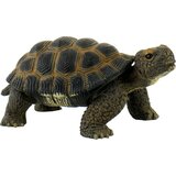  Safari - Grška kornjača | Shoptok.si
