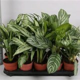 TGC aglaonema mix 14/40 | Eponuda.com