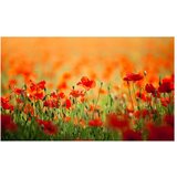  Tapeta - Poppies in shiny summer day 450x270 | shoptok.hr