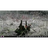 OXE Lovska kamera Gepard II in klasični daljnogled FOMEI 7-21x40 ZCF Zoom + 32GB SD kartica in 4 baterije! | Shoptok.si