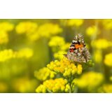  BIO eterično ulje smilja 5ml | shoptok.hr