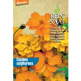 ReinSaat Kozmeja, oranžna Cene