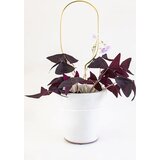 Botanopia Pomoč za plezalke "Mini Plant Stake" - Gold - Hoop | Shoptok.si