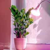  LED sijalica za rast biljaka PLANTY E27/7W/230V 1200K bela | Eponuda.com